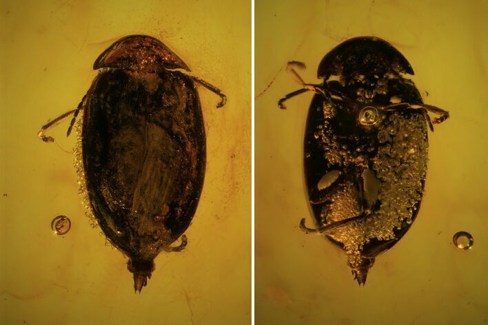 Detailed Fossil Beetle (Coleoptera) In Baltic Amber #81708